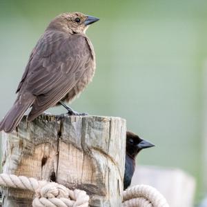 Brewer's Blackbird