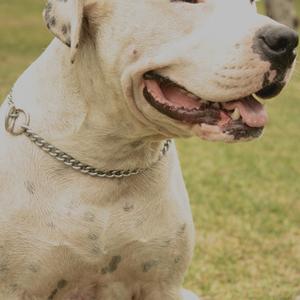 Dogo Argentino