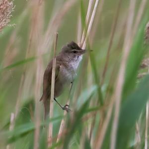 Great Reed-warbler