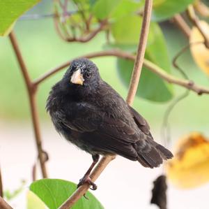 Medium Ground-finch