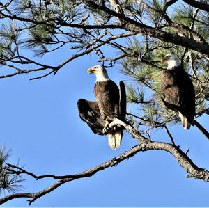 Weißkopfseeadler