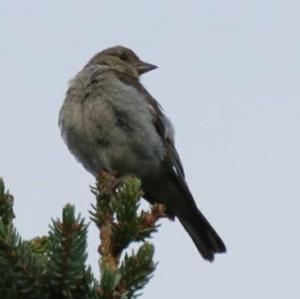 Eurasian Chaffinch