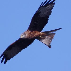 Black Kite