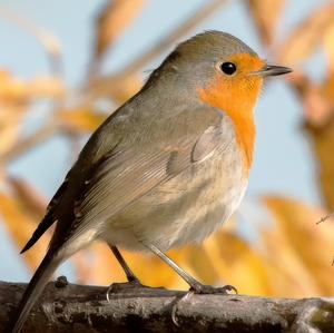 European Robin