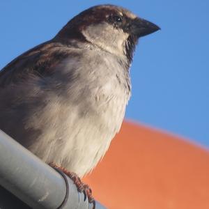 House Sparrow