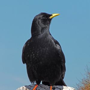 Yellow-billed Chough