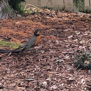 American Robin