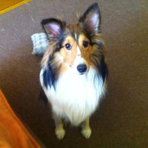 Shetland Sheepdog