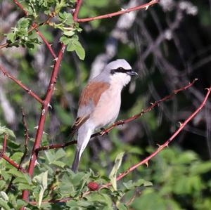 Red-backed Shrike