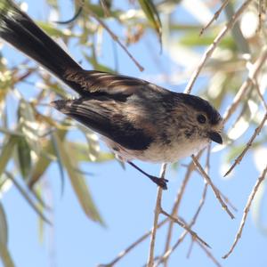 Long-tailed Tit