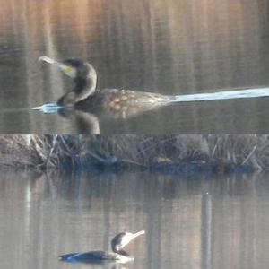 Great Cormorant