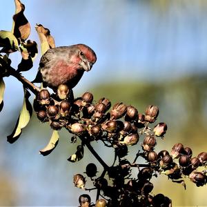 House Finch