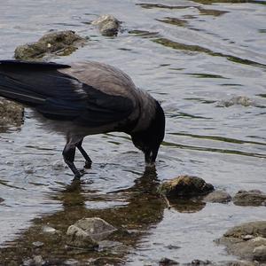 Hooded Crow