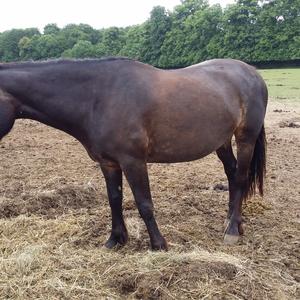 Connemara Pony