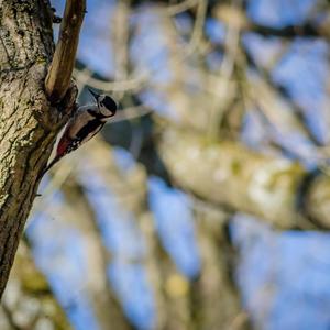 Great Spotted Woodpecker