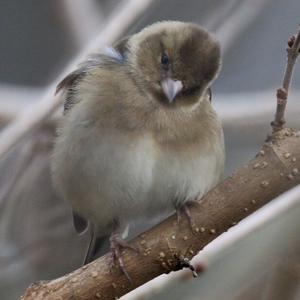 European Greenfinch