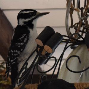 Hairy Woodpecker