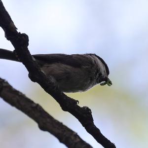 Willow Tit