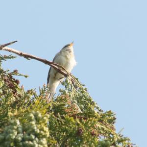 Common Chiffchaff