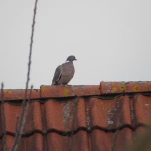 Common Wood-pigeon