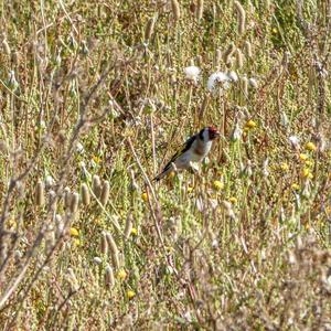 European Goldfinch