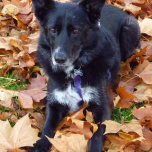 Unknown Breed