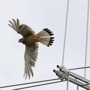 Common Kestrel