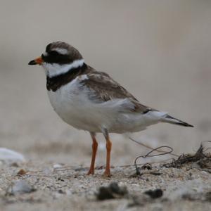 Common Ringed Plover