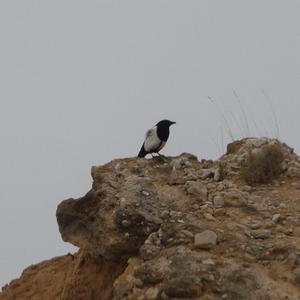 Black-billed Magpie