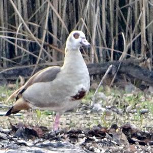 Nilgans