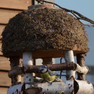 Blue Tit