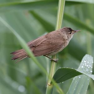 Eurasian Reed-warbler