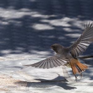 Black Redstart