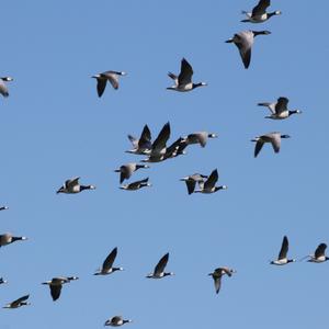 Barnacle Goose