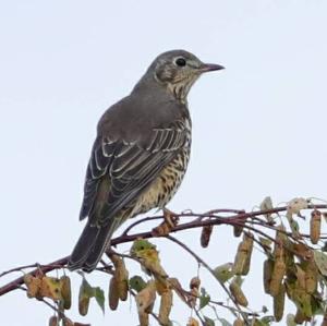 Mistle Thrush