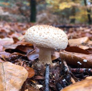 Gelber Knollenblätterpilz