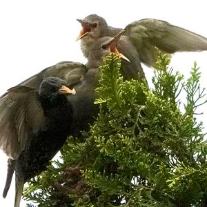 Common Starling