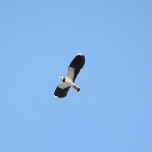 Northern Lapwing