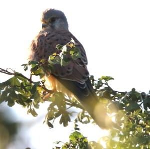 Common Kestrel