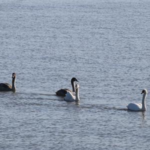 Mute Swan