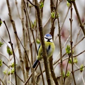 Blue Tit