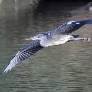 Grey Heron