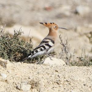 Eurasian Hoopoe