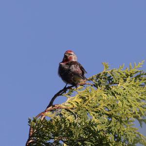 Common Redpoll