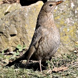 Eurasian Blackbird