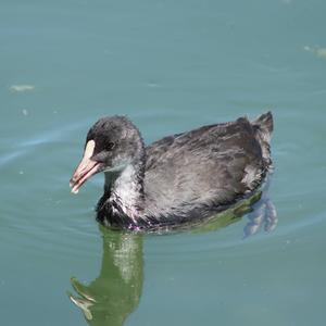 Common Coot