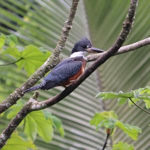 Ringed Kingfisher