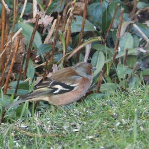 Eurasian Chaffinch