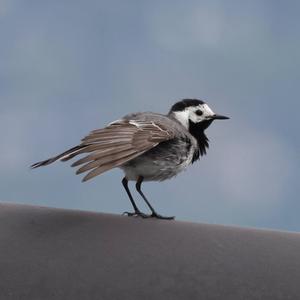 White Wagtail