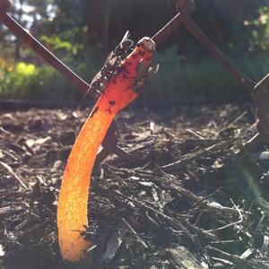 Stinkhorn, Common